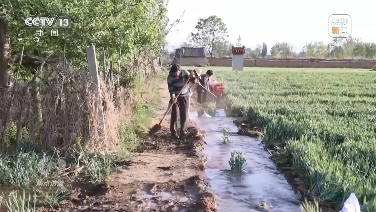 焦点访谈丨从抗旱到抢收 解读粮食增产背后的“密码”