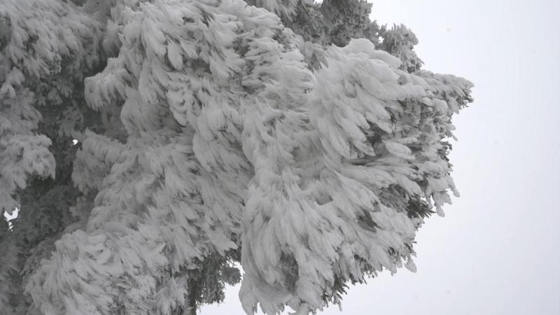 江西九江元旦迎初雪 庐山太平山银装素裹吸引游客