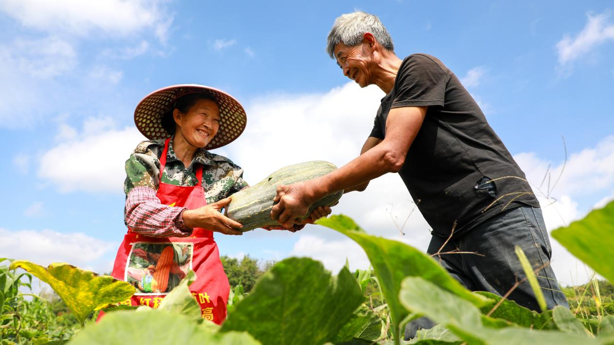 贵州黔西1.5万亩订单南瓜迎丰收，产销衔接拓宽农户增收路